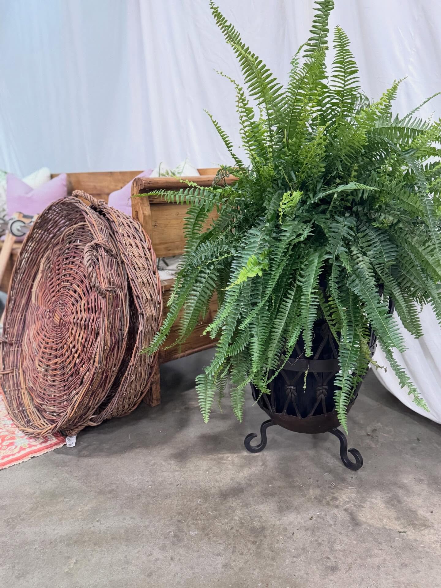 It&rsquo;s officially spring! Come shop our iron baskets. Perfect for planters. 

Shop in-store only. Hand forged iron baskets. $210 each. Use for plants in the spring and firewood in the fall. 

Roughly 18&rdquo; diameter by 24&rdquo; high.